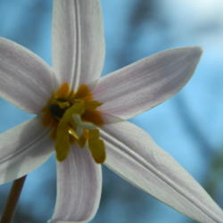 Location: Northeastern, Texas  at the edge of the woods
Date: 2012-02-21
Closer look at stamens and yellow anthers