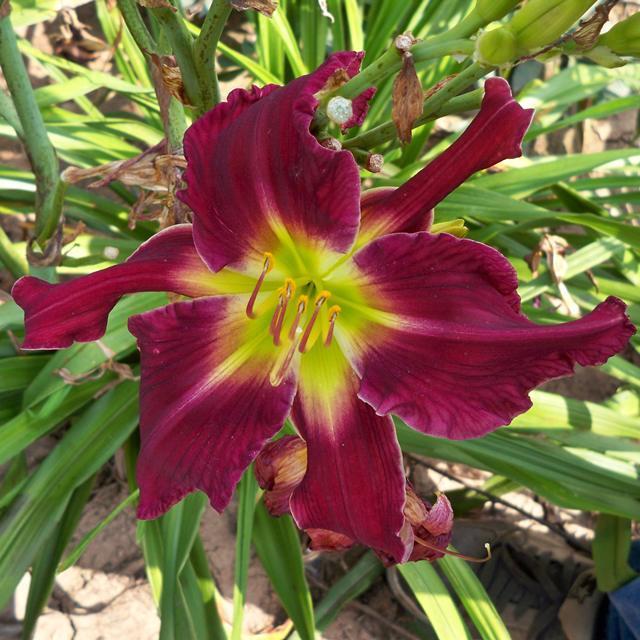 Photo of Daylily (Hemerocallis 'Stack the Deck') uploaded by Calif_Sue