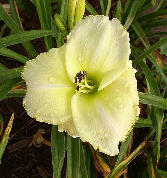 Photo of Daylily (Hemerocallis 'White Zone') uploaded by Calif_Sue