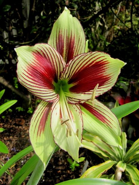 Photo of Butterfly Amaryllis (Hippeastrum papilio) uploaded by GoneTropical