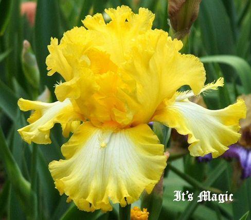 Photo of Tall Bearded Iris (Iris 'It's Magic') uploaded by Ladylovingdove