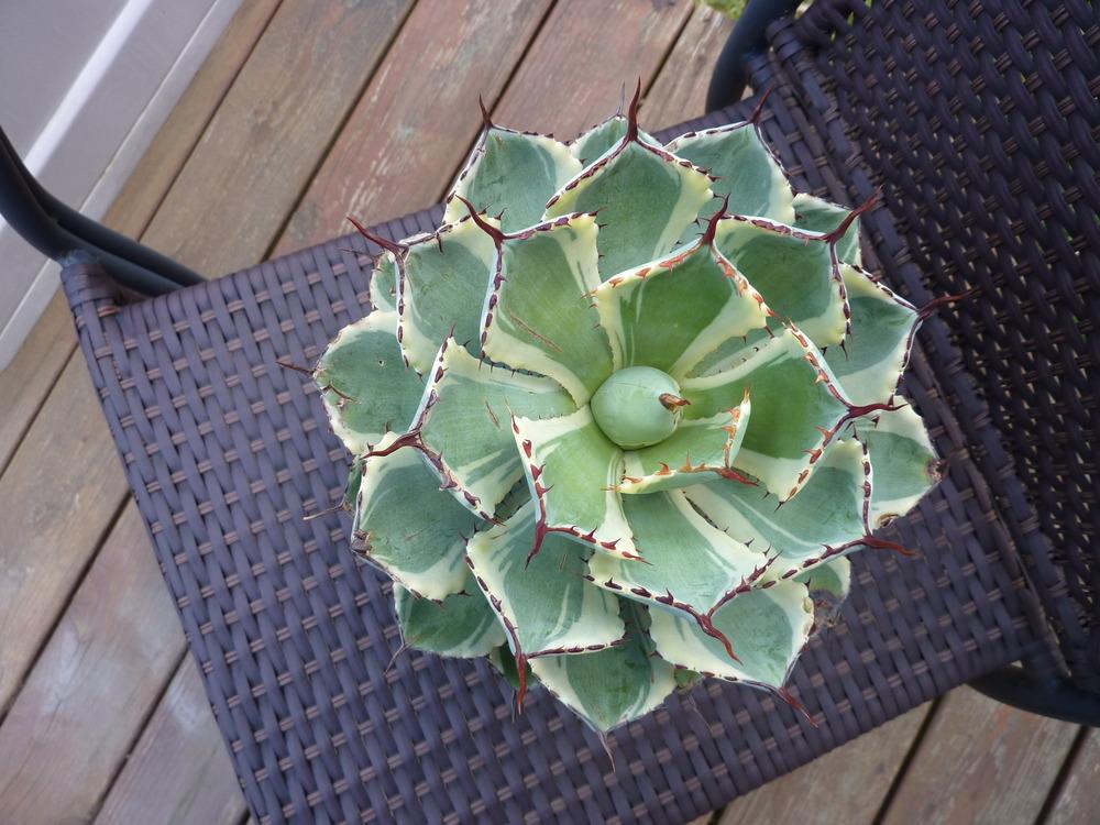 Photo of Happy Crown Agave (Agave 'Kissho Kan') uploaded by sandnsea2