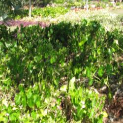 Location: Southwest Florida
Date: February 2012
Here a large grouping of these plants form a beautiful ground cov
