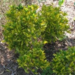 Location: Southwest Florida
Date: February 2012
A very sturdy cultivar with striking gold and green foliage.