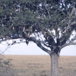 Location: Serengeti National Park, Tanzania
Date: November 1996
There was a leopard in this Sausage Tree, although it is hard to 