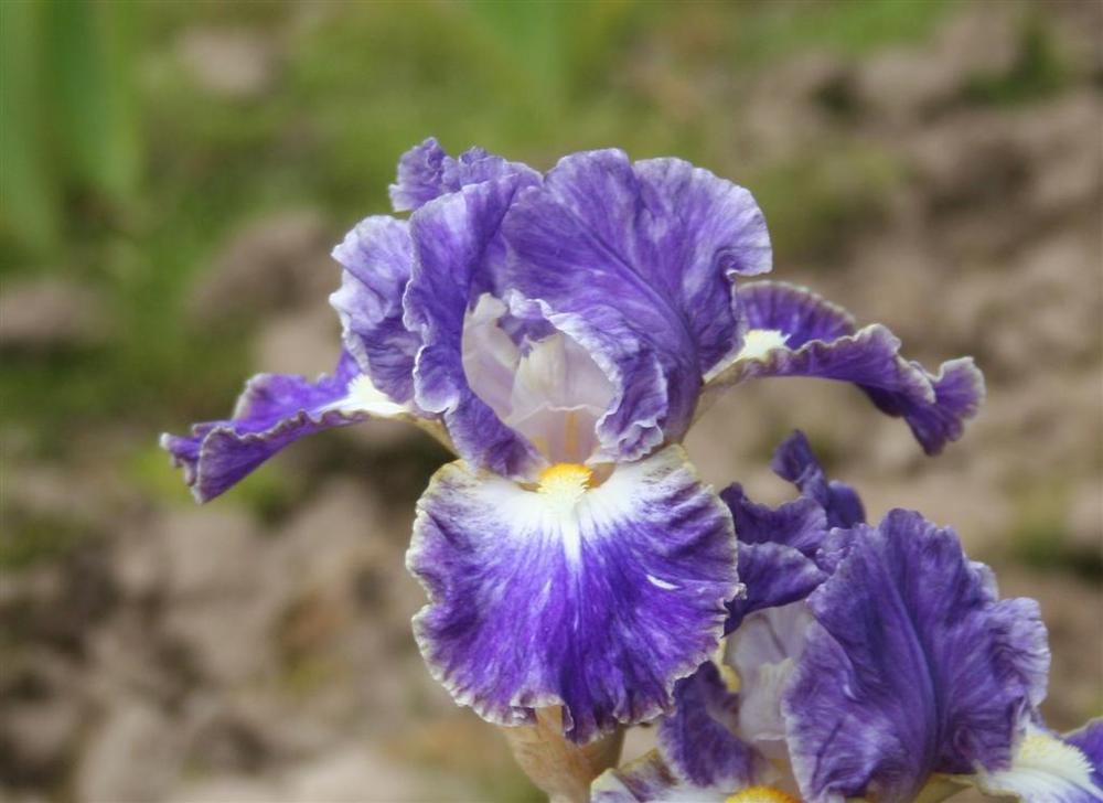 Photo of Intermediate Bearded Iris (Iris 'Happy Now') uploaded by KentPfeiffer
