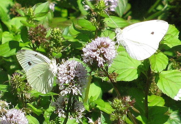 Photo of Mints (Mentha) uploaded by jmorth