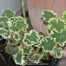 Location: At our garden - Central Valley area, CA
Date: 2011-09-08
Pelargonium tri-color when grown in shade
