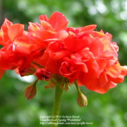 Location: At our garden - Central valley area, CA
Date: 2011-06-07
Close-up of blooms from Pelargonium tricolor