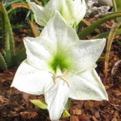 Location: Southwest Florida
Date: February 2012
I love this 'cool' looking flower.
