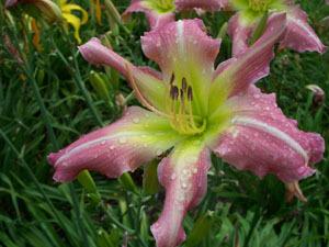 Photo of Daylily (Hemerocallis 'Sisters in Pink') uploaded by vic