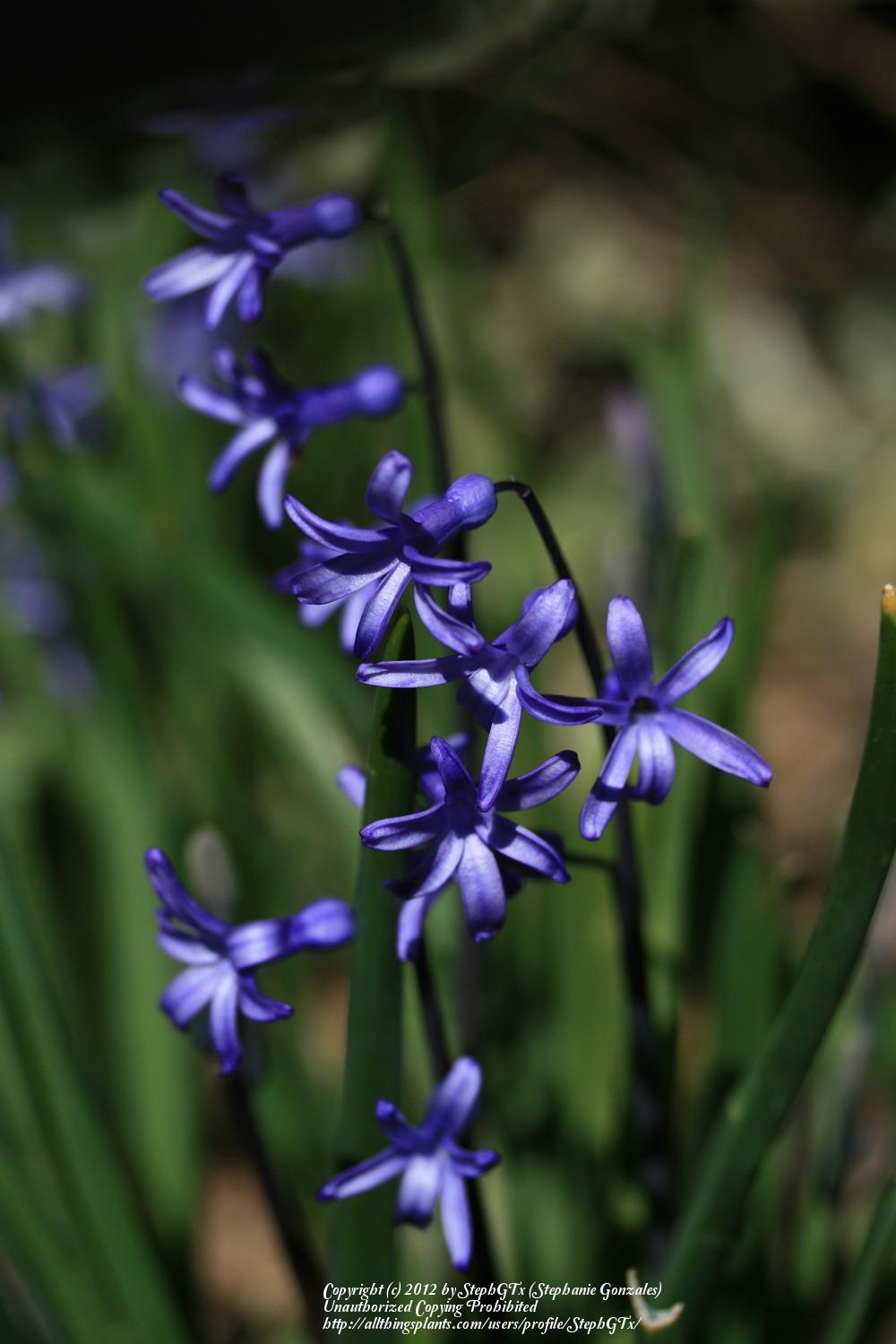 Photo of Roman Hyacinth (Hyacinthus orientalis subsp. orientalis) uploaded by StephGTx