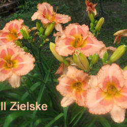 Location: Elohim Gardens, Jackson TN
Date: Late June
Bill Zielske in bloom