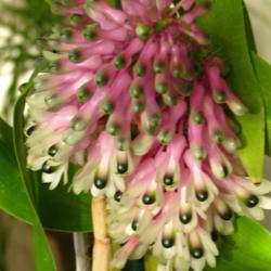 Location: At home - Central Valley area, CA
Date: 2012-02-25
Close-up of Dendrobium smilliae blooms