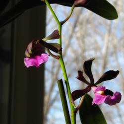 Location: At our home - Central Valley area, CA
Date: 2012-02-25
A new addition to our orchid collection: Encyclia cordigera