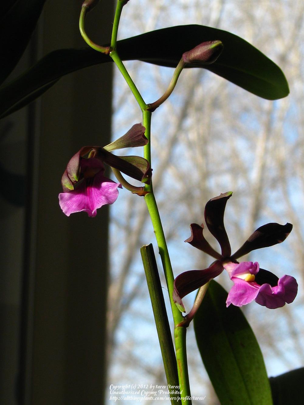 Photo of Orchid (Encyclia cordigera) uploaded by tarev