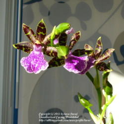 Location: At our home - Central Valley area, CA
Date: 2012-02-25
A new addition to our collection: Zygopetalum