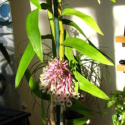 Location: At home - Central Valley area, CA
Date: 2012-02-25
Our new orchid addition: Dendrobium smilliae