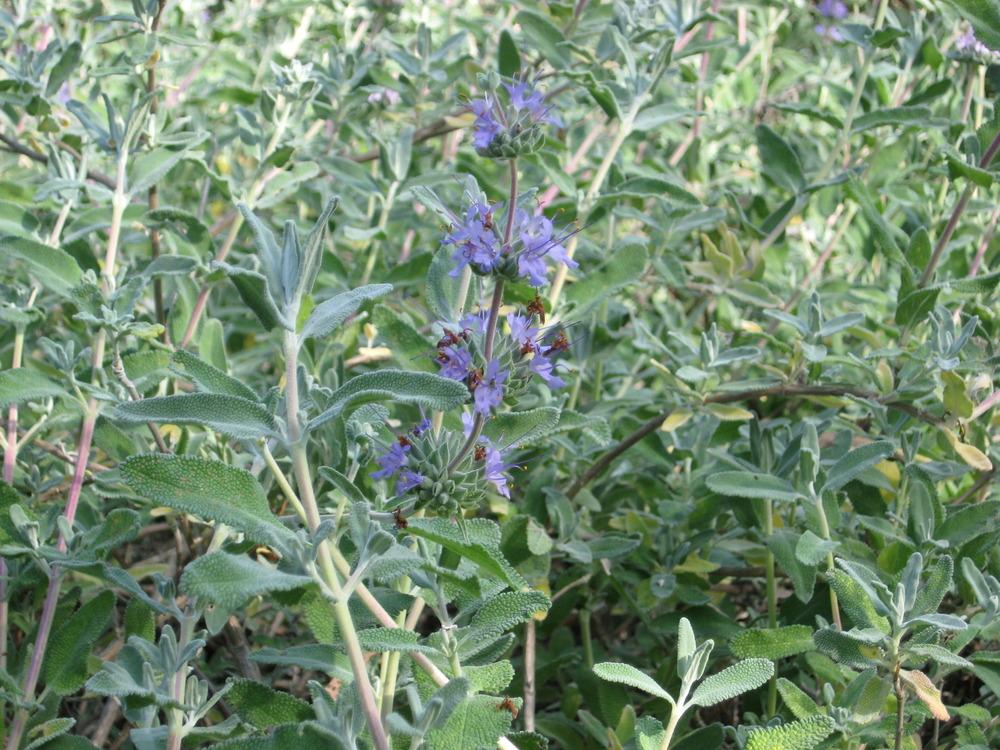 Photo of Creeping Sage (Salvia 'Bee's Bliss') uploaded by wcgypsy