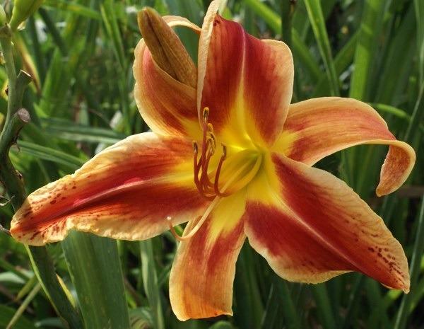 Photo of Daylily (Hemerocallis 'Heavenly Fire and Ice') uploaded by Calif_Sue