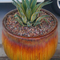 Location: Chandler, AZ - Sunsprite Cottage
Date: 02/26/2012
Agave desmettiana variegata
