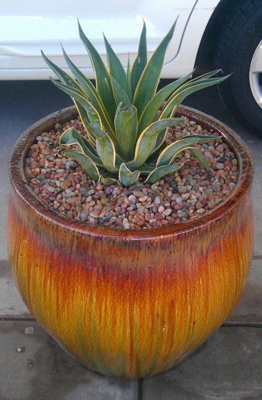 Photo of Smooth Agave (Agave de-meesteriana) uploaded by GardenGuyAZ