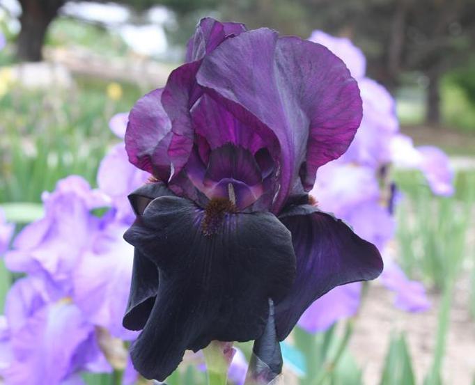 Photo of Tall Bearded Iris (Iris 'Sable Night') uploaded by KentPfeiffer