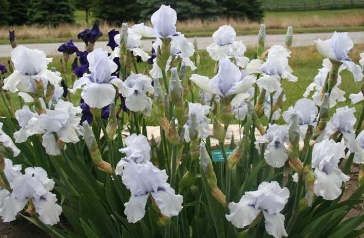 Photo of Tall Bearded Iris (Iris 'Song of Norway') uploaded by KentPfeiffer
