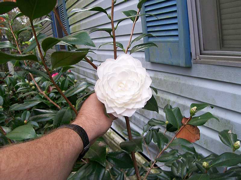 Photo of Japanese Camellia (Camellia japonica 'Sea Foam') uploaded by TheCitrusGuy