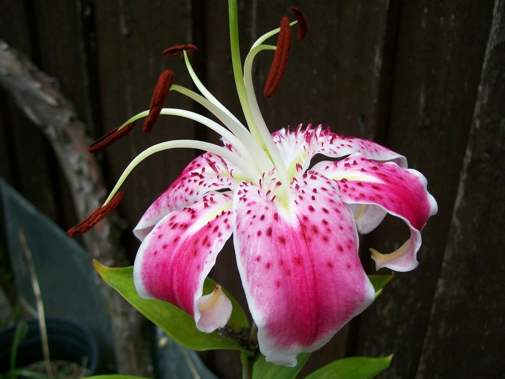 Photo of Lily (Lilium 'Angel Rose') uploaded by gwhizz