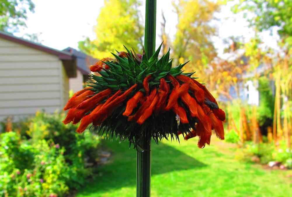Photo of Lions Tail (Leonotis) uploaded by jmorth