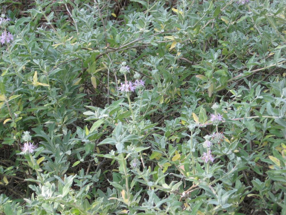 Photo of Purple Sage (Salvia leucophylla 'Point Sal Spreader') uploaded by wcgypsy
