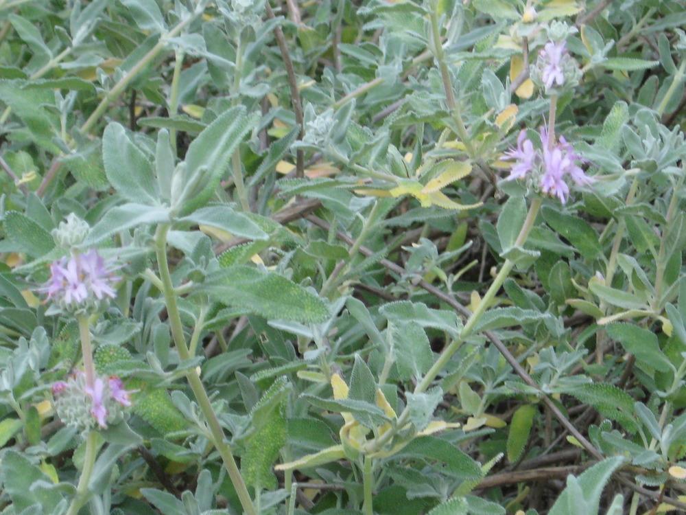 Photo of Purple Sage (Salvia leucophylla 'Point Sal Spreader') uploaded by wcgypsy