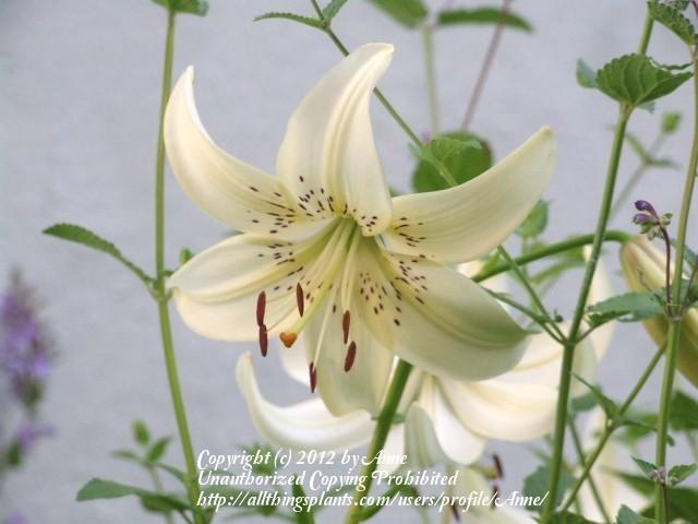 Photo of Lily (Lilium 'Sweet Surrender') uploaded by Anne