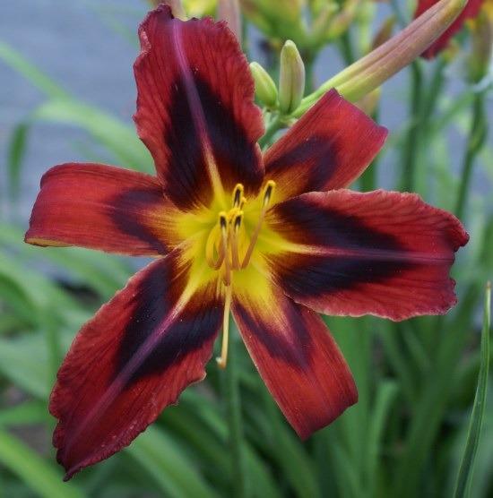 Photo of Daylily (Hemerocallis 'Heavenly Tiger Tails') uploaded by Calif_Sue