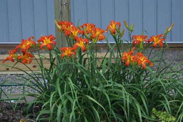 Photo of Daylily (Hemerocallis 'Heavenly Orange Blaze') uploaded by Calif_Sue