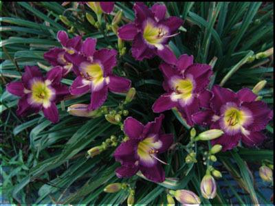 Photo of Daylily (Hemerocallis 'Purple Kaboom') uploaded by Calif_Sue