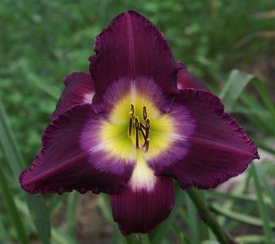 Photo of Daylily (Hemerocallis 'Purple Kaboom') uploaded by Calif_Sue