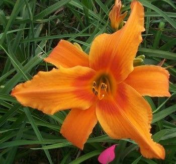 Photo of Daylily (Hemerocallis 'Orange Splash') uploaded by Calif_Sue