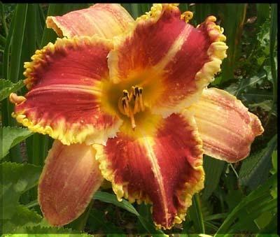 Photo of Daylily (Hemerocallis 'Order or Chaos') uploaded by Calif_Sue