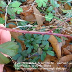 Location: zone 8/9 Lake City, Fl.
Date: 2012-02-11
note the red thorns