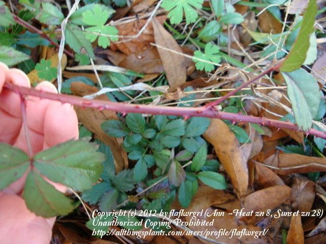 Photo of Southern Blackberry (Rubus argutus) uploaded by flaflwrgrl