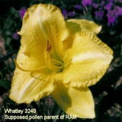 Location: Whatley Garden, Florissant, Missouri
Date: 1999
Oscie thought this 8\" seedling #3240 was the pollen parent of RA