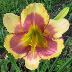 
Photo Courtesy of Lobo Rose and Daylily Gardens Used With Permiss