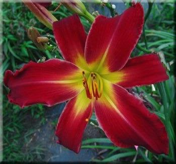 Photo of Daylily (Hemerocallis 'Red Fascination') uploaded by Calif_Sue