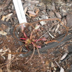 Location: Middle Tennessee
Date: 2012-02-28
New stems emerging