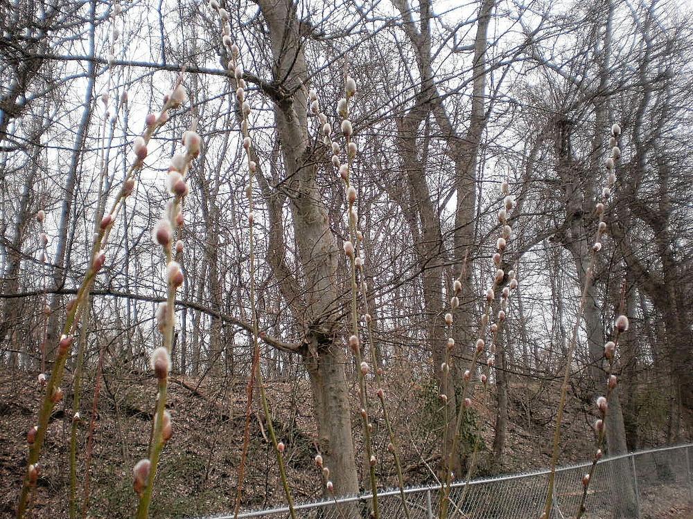 Photo of Pink Pussy Willow (Salix caprea 'French Pink') uploaded by SongofJoy