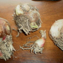 Location: Middle Tennessee
Date: 2012-02-29
Crinum bulbs and bulblets