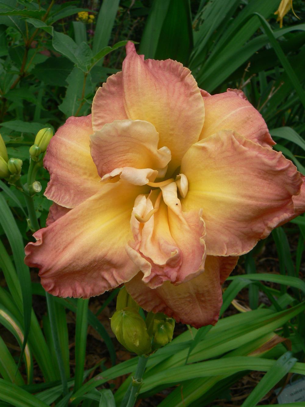 Photo of Daylily (Hemerocallis 'Nell Dean') uploaded by annred97
