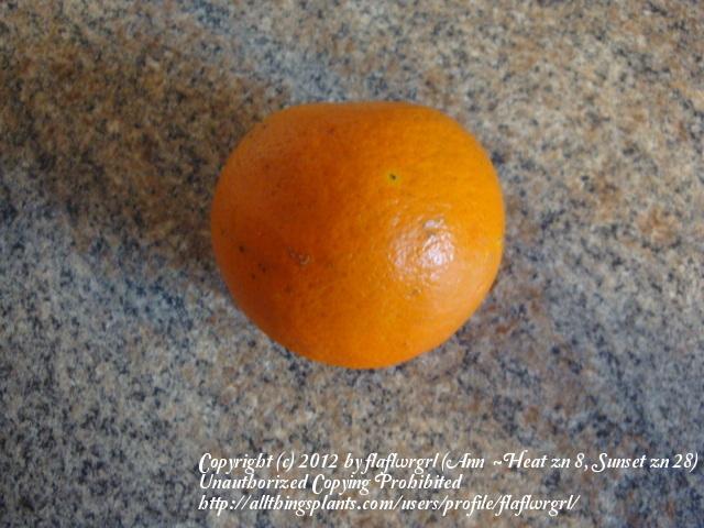 Photo of Tangerine (Citrus reticulata) uploaded by flaflwrgrl